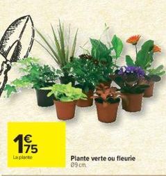 175  €  La plante  Plante verte ou fleurie  09cm 