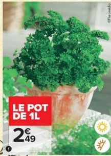 pot 