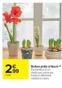 l'un  .99  bulbes prêts-à-fleurir (2) pot diamètre 12 cm. vendu sans cache pot existe en différentes variétés et coloris. 