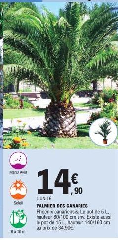 Mars/ Avril  Soleil  6 à 10 m  14.€  L'UNITÉ  PALMIER DES CANARIES Phoenix canariensis. Le pot de 5 L, hauteur 80/100 cm env. Existe aussi le pot de 15 L, hauteur 140/160 cm au prix de 34,90€. 