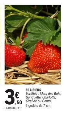 3.€0  ,50 la barquette  fraisiers  variétés: mara des bois, gariguette, charlotte,  cirafine ou gento. 6 godets de 7 cm. 