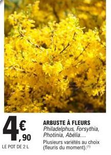 4€  ,90  LE POT DE 2 L  ARBUSTE À FLEURS Philadelphus, Forsythia, Photinia, Abélia... Plusieurs variétés au choix (fleuris du moment). 