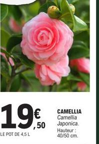 CAMELLIA Camellia Japonica. Hauteur: 40/50 cm. 
