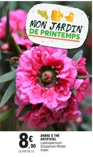 MON JARDIN DE PRINTEMPS  ARBRE À THÉ ARTIFICIEL Leptospermum  ,90 Scoparium Winter cheer.  8€  LE POT DE 3 L 