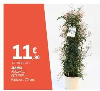 € 1,90  le pot de 2.5 l  jasmin  polyantus pyramide.  hauteur : 70 cm. 