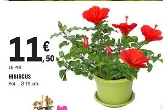 11€  11,50  le pot hibiscus pot.: ø 19 cm.  