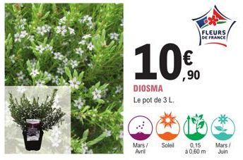 Mars / Avril  Soleil  1.00  DIOSMA Le pot de 3 L.  FLEURS, DE FRANCE  0,15  Mars/  à 0,60 m Juin 