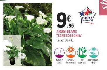 ,95  ARUM BLANC "ZANTEDESCHIA"  Le pot de 4 L.  FLEURS DE FRANCE  Mars/ Soleil/ Avril Mi-ombre à 80 cm  60 Printemps/ Eté 