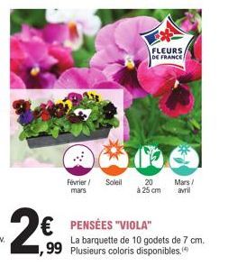 Février/ Soleil mars  FLEURS, DE FRANCE  20 à 25 cm  PENSÉES "VIOLA"  La barquette de 10 godets de 7 cm.  99 Plusieurs coloris disponibles.  Mars/ avril 