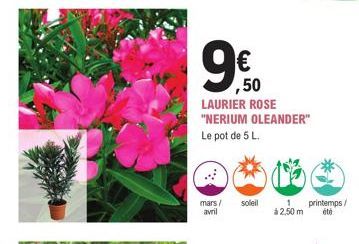 ,50  LAURIER ROSE "NERIUM OLEANDER"  Le pot de 5 L.  mars/ soleil avril  1  à 2,50 m  printemps/ été  