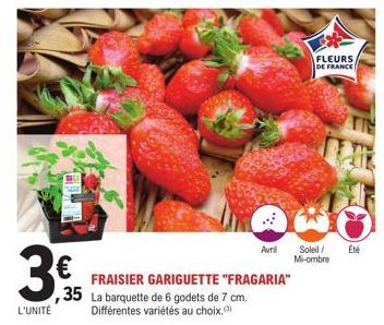 3€  L'UNITÉ  Avrill  FRAISIER GARIGUETTE "FRAGARIA"  ,35 La barquette de 6 godets de 7 cm.  Différentes variétés au choix.  FLEURS DE FRANCE  Soleil/ Été Mi-ombre 