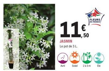 157  JASMIN Le pot de 3 L.  ,50  Avril Soleil 2à3m  FLEURS  DE FRANCE  Été 