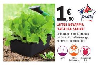 € ,80  FLEURS DE FRANCE  LAITUE NOVAPPIA "LACTUCA SATIVA"  La barquette de 12 mottes. Existe aussi Batavia rouge Kamikaze au même prix.  Avril Soleil/ Printemps/ Mi-ombre Eté 