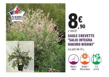 FLEURS  DE FRANCE  8.  L'UNITÉ  € ,90  SAULE CREVETTE "SALIX INTEGRA HAKURO NISHIKI" Le pot de 4 L.  Mars / Soleil/ 1,5 Avril Mi-ombre  à 4m 