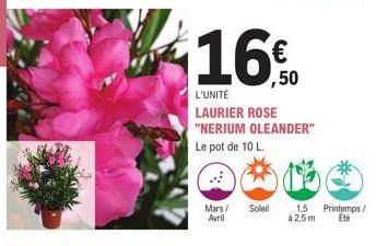 ,50  L'UNITÉ LAURIER ROSE "NERIUM OLEANDER" Le pot de 10 L.  Mars/ Soleil Avril  1,5 à 2,5m  Printemps/ Été 