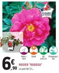 6%  mars / soleil avril  ,90 le pot de 3 l.  rosier "rugosa"  fleurs de france  60  à 80 cm  printemps/  été  