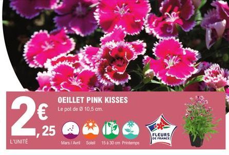 24,25  2€  L'UNITÉ  OEILLET PINK KISSES Le pot de Ø 10,5 cm.  Mars / Avril Soleil 15 à 30 cm Printemps  FLEURS  DE FRANCE 