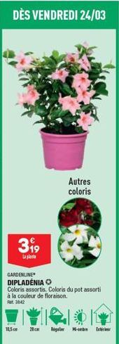 DÈS VENDREDI 24/03  399  Laplantea  GARDENLINE  DIPLADENIA O  Coloris assortis. Coloris du pot assorti à la couleur de floraison. Ref. 3842  18,5 cm 20cm  Autres coloris  Regler M  Extr 