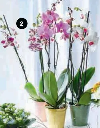 orchidée 3 tiges