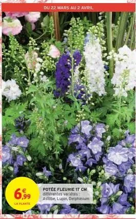 6,99  la plante  du 22 mars au 2 avril  potée fleurie 17 cm différentes variétés:  astilbe, lupin, delphinium 