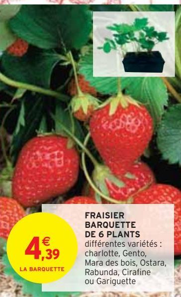 FRAISIER BARQUETTE DE 6 PLANTS