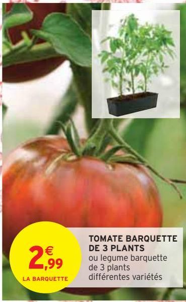 TOMATE BARQUETTE DE 3 PLANTS