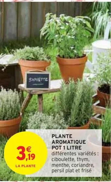 plante aromatique pot 1 litre