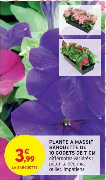 plante a massif barquette de 10 godets de 7 cm