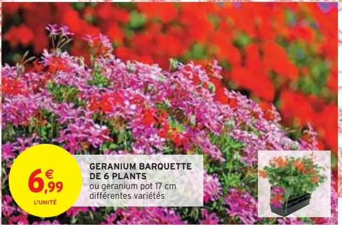geranium barquette  de 6 plants