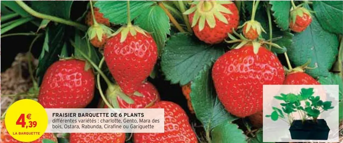 fraisier barquette de 6 plants