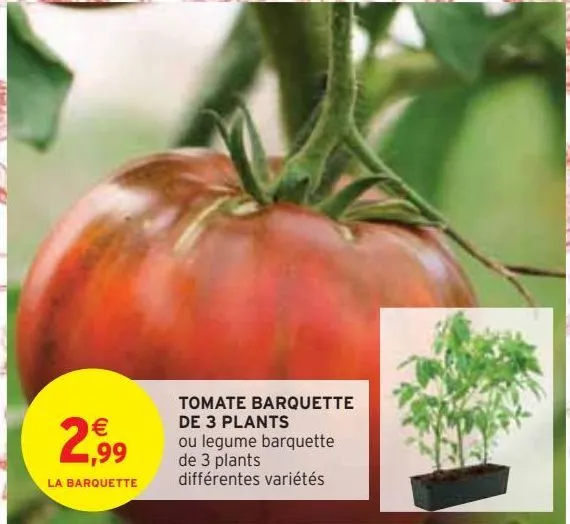 tomate barquette  de 3 plants