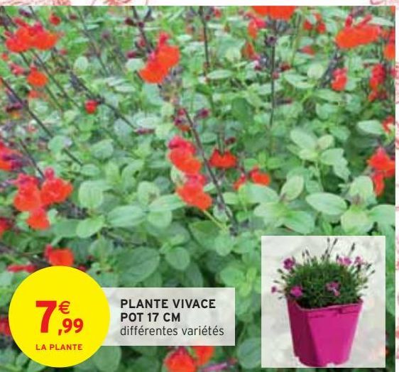 PLANTE VIVACE  POT 17 CM