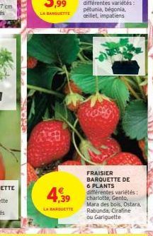 SA W  1035  4,39  LA BARQUETTE  FRAISIER BARQUETTE DE 6 PLANTS différentes variétés: charlotte, Gento,  Mara des bois, Ostara, Rabunda, Cirafine  ou Gariquette 