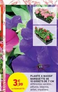 3,99  la barquette  plante a massif barquette de 10 godets de 7 cm différentes variétés: petunia, bégonia,  cillet, impatiens 