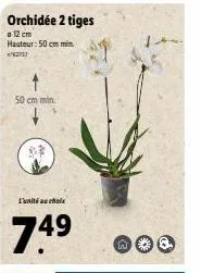 50 cm min.  l'unité au choix  7.49  orchidée 2 tiges  a 12 cm  hauteur: 50 cm min. 62713  w 