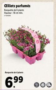 Œillets parfumés Barquette de 6 plants Hauteur: 18 cm min.  Barquette de 6 plants  6.⁹⁹ 