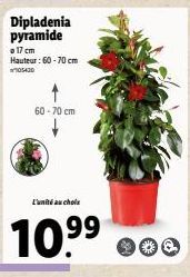 Dipladenia pyramide  a 17 cm Hauteur: 60-70 cm 105420  60-70 cm  L'unité au choix  10.9⁹9⁹ 