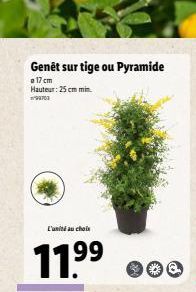 Genêt sur tige ou Pyramide  a 17 cm Hauteur: 25 cm min 99703  L'unité au choix  11.⁹⁹  99  