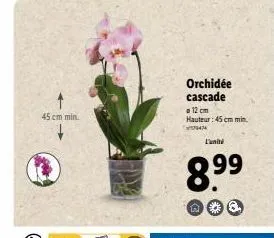 45 cm min  orchidée cascade  a 12 cm hauteur: 45 cm min.  wan  l'unité  8.⁹9  99 