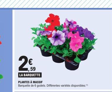 plantes 