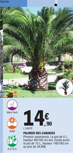 Mars/Avril  Soleil  6 à 10 m  14.€  L'UNITÉ  PALMIER DES CANARIES Phoenix canariensis. Le pot de 5 L, hauteur 80/100 cm env. Existe aussi le pot de 15 L, hauteur 140/160 cm au prix de 34,90€. 