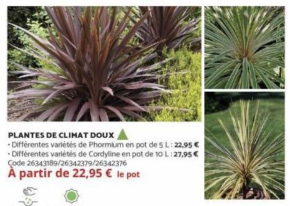 PLANTES  DE CLIMAT DOUX Différentes variétés de Phormium en pot de 5 L: 22,95 € Différentes variétés de Cordyline en pot de 10 L: 27,95 € Code 26343189/26342379/26342376  À partir de 22,95 € le pot  •