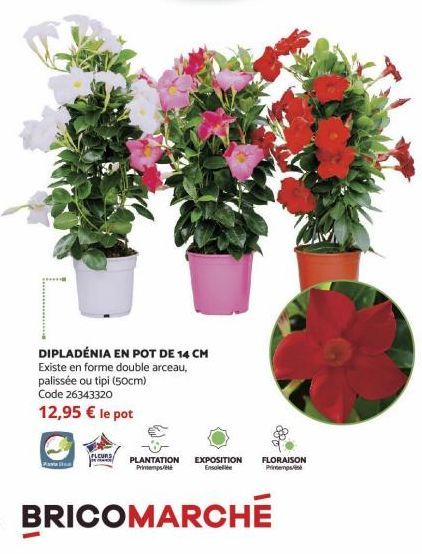 DIPLADÉNIA EN POT DE 14 CM  Existe en forme double arceau, palissée ou tipi (50cm) Code 26343320 12,95 € le pot  FLEURS  PLANTATION EXPOSITION FLORAISON Printemps Ensole  Printemps  BRICOMARCHE 