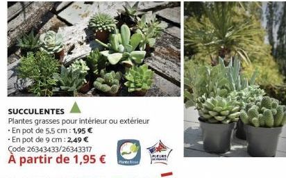 SUCCULENTES  Plantes grasses pour intérieur ou extérieur  En pot de 5,5 cm: 1,95 €  PLEURS/ 