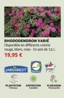 JARDIBEST  RHODODENDRON VARIÉ Disponible en différents coloris: rouge, blanc, rose - En pot de 7,5 L 19,95 €  PLANTATION EXPOSITION FLORAISON Printemps Emollie 