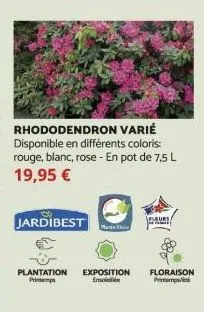 jardibest  rhododendron varié disponible en différents coloris: rouge, blanc, rose - en pot de 7,5 l 19,95 €  plantation exposition floraison printemps emollie 