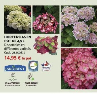 HORTENSIAS EN POT DE 4,5 L Disponibles en différentes variétés Code 26352672  14,95 € le pot  JARDIBEST  PLANTATION FLORAISON Printemps/utome  Printempste  FLEURS  FRANC 