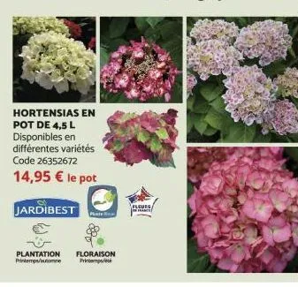 hortensias en pot de 4,5 l disponibles en différentes variétés code 26352672  14,95 € le pot  jardibest  plantation floraison printemps/utome  printempste  fleurs  franc 