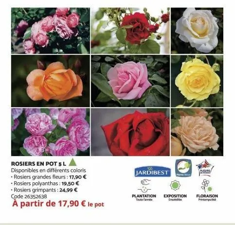 rosiers en pot 5 l disponibles en différents coloris •rosiers grandes fleurs : 17,90 €  • rosiers polyanthas: 19,50 € rosiers grimpants: 24,99 € code 26352638  à partir de 17,90 € le pot  jardibest  p