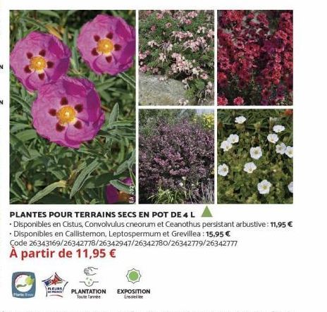 PLANTES POUR TERRAINS SECS EN POT DE 4 L  Disponibles en Cistus, Convolvulus cneorum et Ceanothus persistant arbustive: 11,95€ Disponibles en Callistemon, Leptospermum et Grevillea: 15,95 €  Code 2634